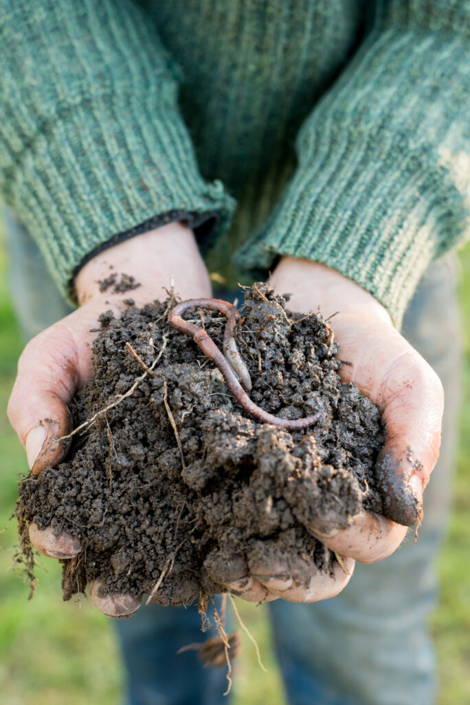 Hands holding a pile of compost with an earthworm on top