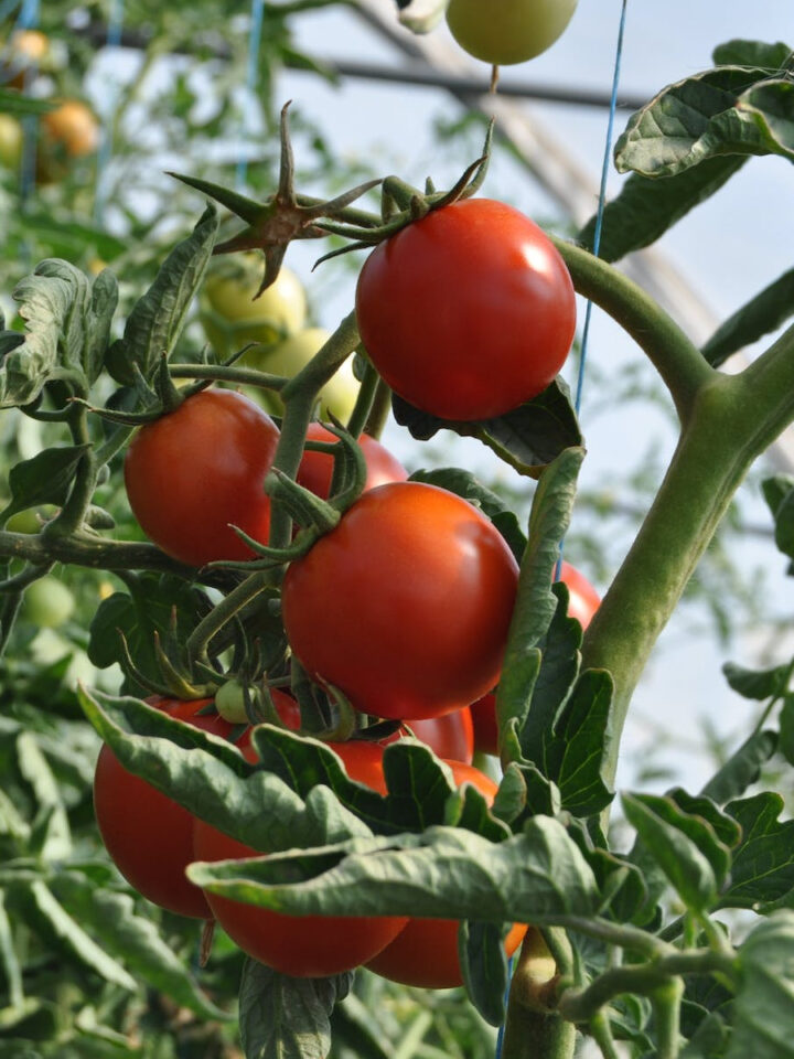 To get tomatoes to produce more fruit, start by choosing a variety that's known for its high yield. Ensure the plants are getting at least six to eight hours of sunlight each day. Regular watering is crucial, but avoid getting the leaves wet as it can foster disease. Deep watering is recommended as it encourages the roots to go deeper into the soil. Implement a regular feeding schedule with a balanced, tomato-specific fertilizer to provide necessary nutrients. Prune the lower leaves to direct energy towards fruit production and maintain good air circulation. Finally, provide adequate support to your plants with cages or stakes to keep them upright, reducing the chance of disease and making it easier for the plant to send nutrients to the fruit