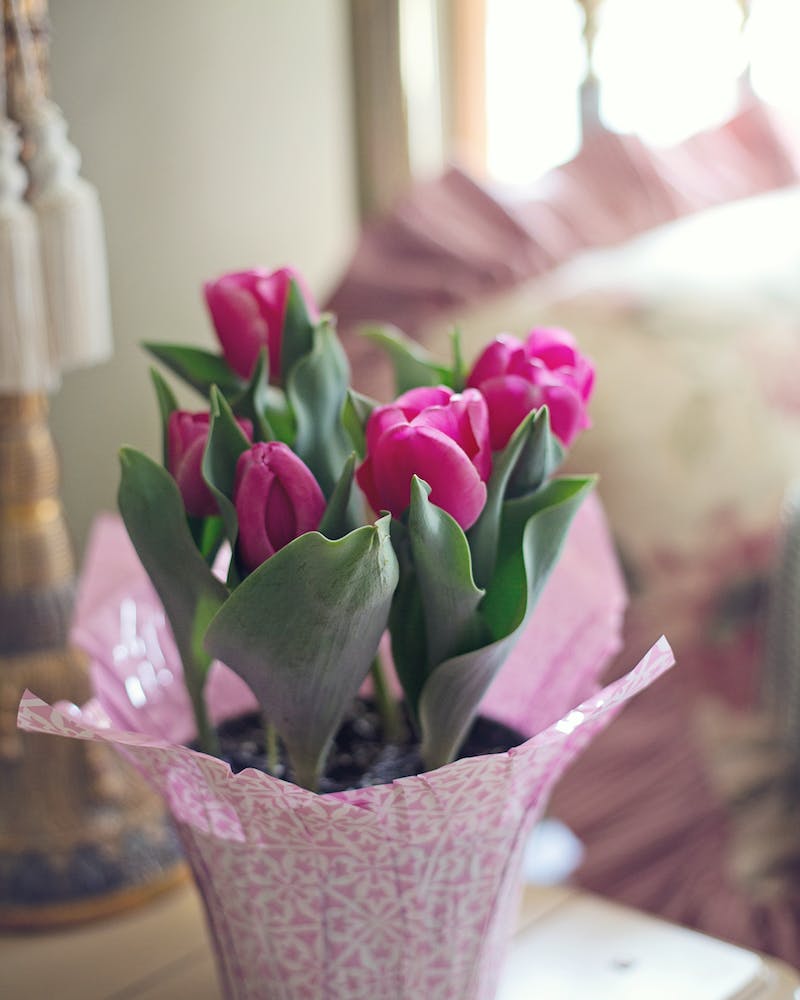 pink tulips growing in a pot