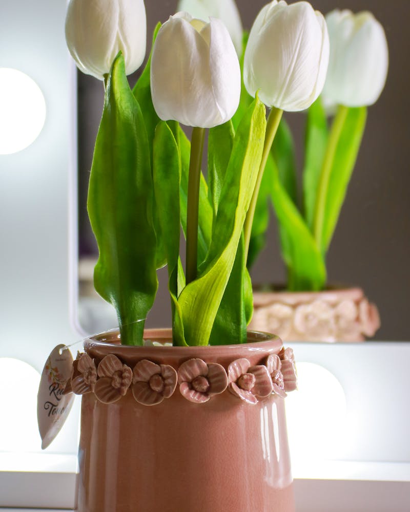 white tulips growing in a pot