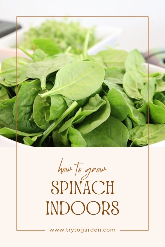 Wondering how to grow spinach indoors? Growing your own spinach indoors is a rewarding experience, especially for beginner gardeners looking to cultivate fresh, healthy greens right in their own home. 