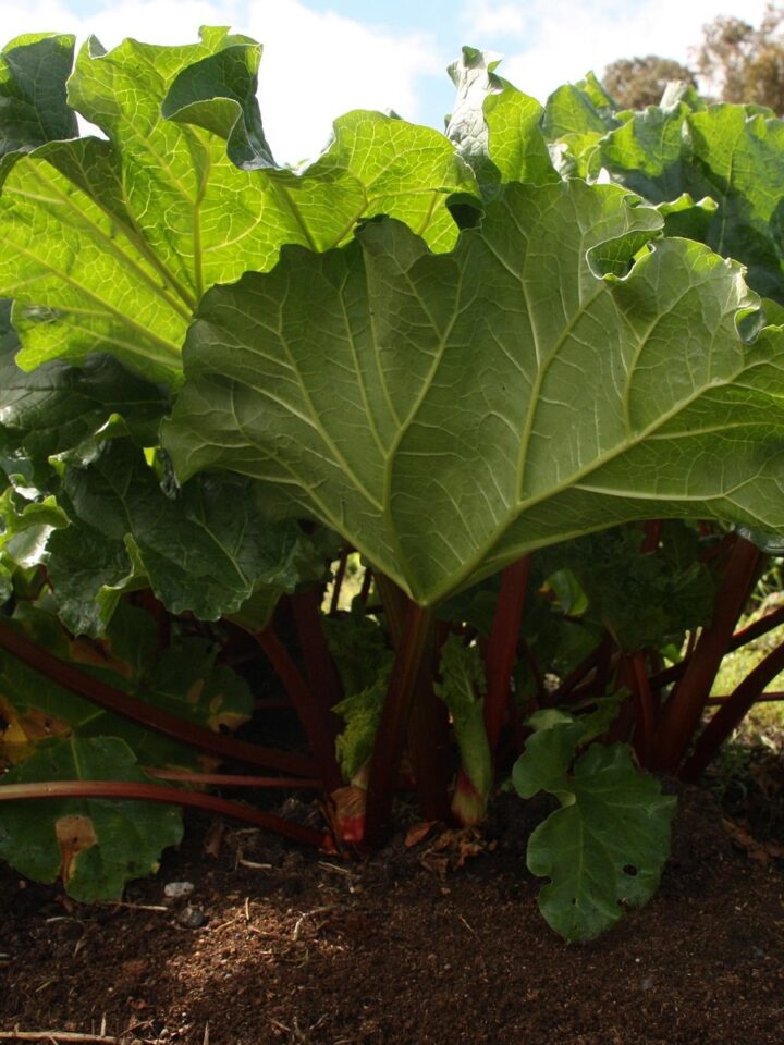 companion plants for rhubarb