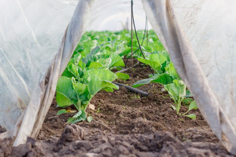 cold frame