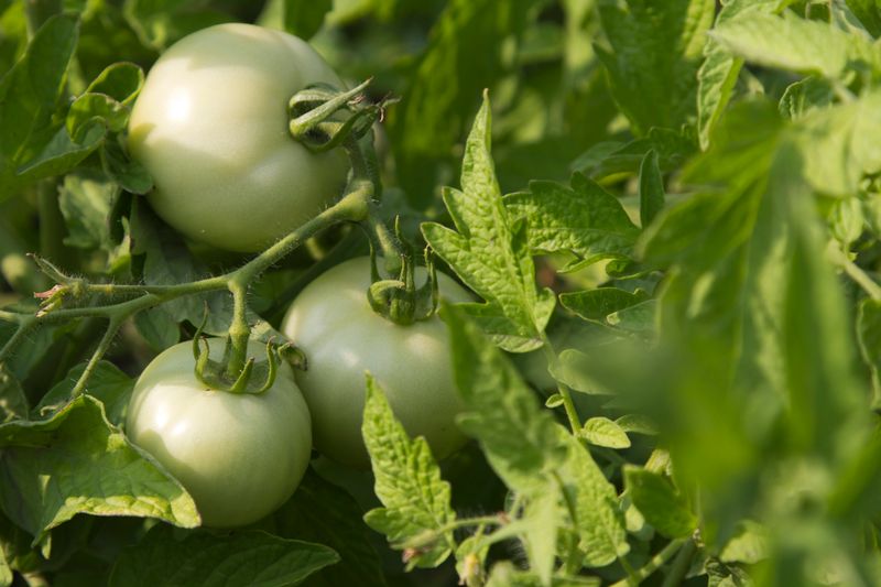 green tomatoes on the vine