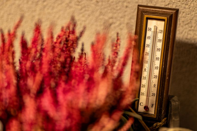 indoor thermometer near red plant